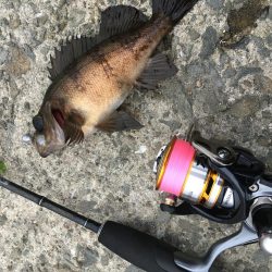 ジグ単でメバリング